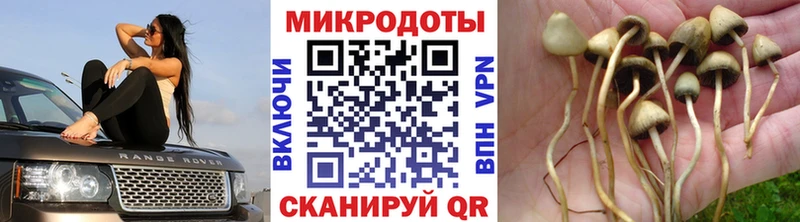 наркотики  Вольск  Псилоцибиновые грибы прущие грибы 
